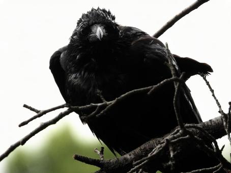 桜の枝につかまるカラス 桜の枝につかまるカラスの写真