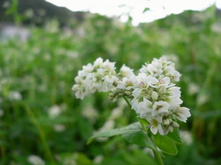 Buckwheat flower, JPG Buckwheat flower, JPG