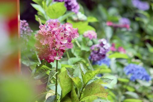 Hydrangea Garden, JPG