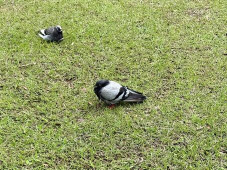 ハト ハト,野鳥,自然の写真素材