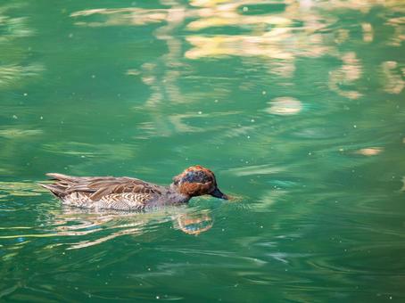 池を泳ぐコガモ コガモ,カモ,鴨の写真素材