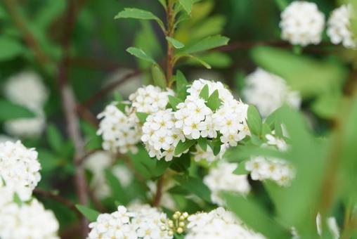 Photo, kodemari, small hand, flower, 