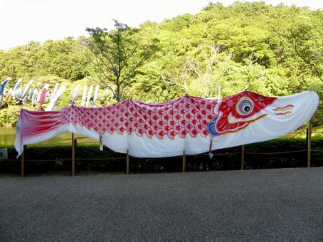 鎌倉中央公園・飾られた大きな鯉のぼりの写真