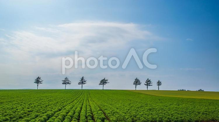 北海道美瑛町　 マイルドセブンの丘 マイルドセブンの丘,美瑛,美瑛の丘の写真素材