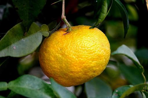 Grapefruit 3, JPG