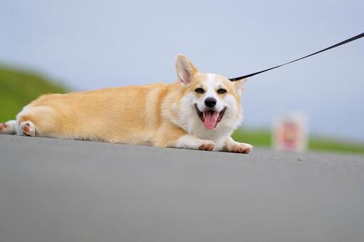 コーギーのポートレート 犬,コーギー,ウェルシュコーギーの写真素材