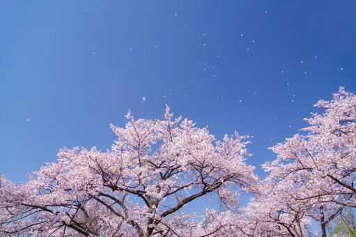桜と青空 桜,青空,空の写真素材