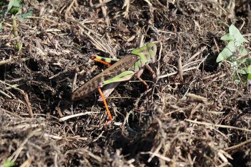 トノサマバッタ トノサマバッタ トノサマバッタ,バッタ,虫の写真素材