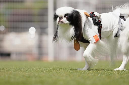犬のポートレート 犬,狆,チンの写真素材