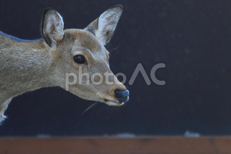 しかせんべいを求めてさまよい歩く奈良公園の鹿 鹿,奈良,奈良公園の写真素材