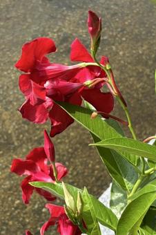 サンパラレルの花 サンパラレルの花 植物,花,ツル植物の写真素材