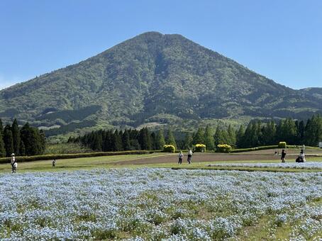 ひなもり ひなもり,山,ネモフィラの写真素材