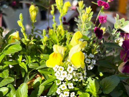 初冬のガーデニング ガーデニング,寄せ植え,花の写真素材