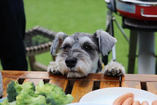 ごはんを狙うワンコ 犬,ミニチュアシュナウザー,ペットの写真素材