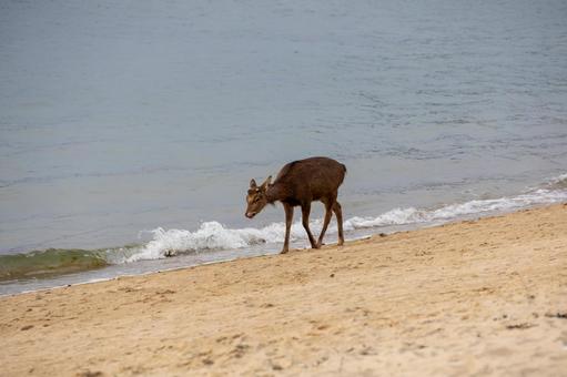 砂浜の波打ち際を歩く鹿 砂浜の波打ち際を歩く鹿 砂浜,波打ち際,動物の写真素材