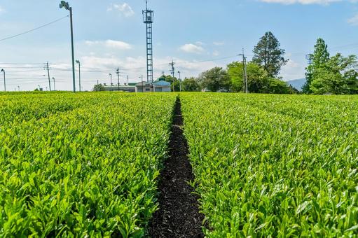 島田市 金谷富士見町の茶畑(静岡) 島田市 金谷富士見町の茶畑(静岡) 島田市,金谷,金谷富士見町の写真素材