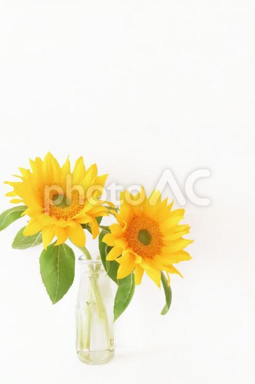 ひまわり　メッセージカード 父の日,ひまわり,ヒマワリの写真素材