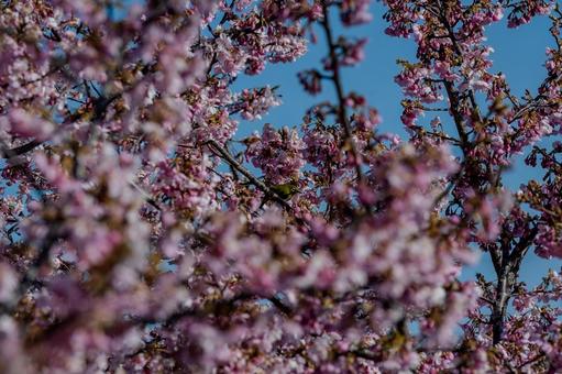 青毛堀川沿いの河津桜 青毛堀川沿いの河津桜 河津桜,サクラ,鳥の写真素材