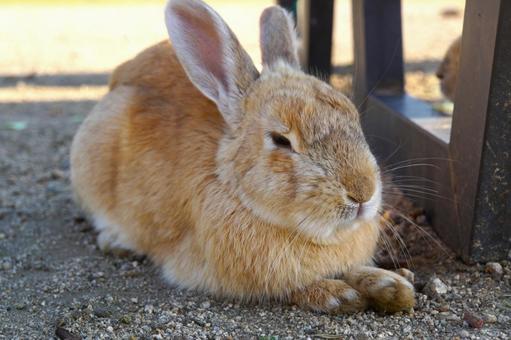 広島県大久野島で眠るウサギ6 うさぎ,睡眠,寝るの写真素材