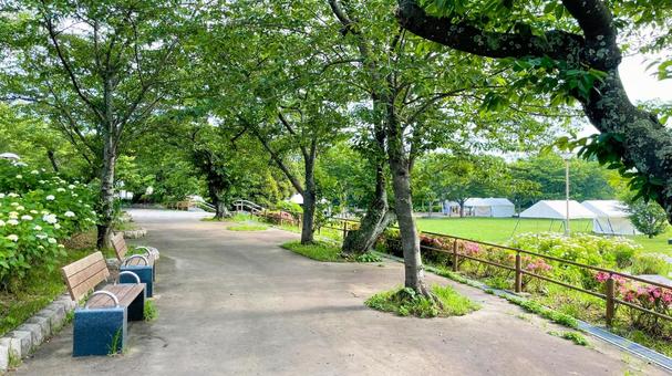 高塔山公園のあじさい 高塔山公園,北九州,若松区の写真素材