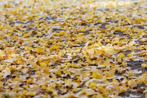 落ち葉の写真