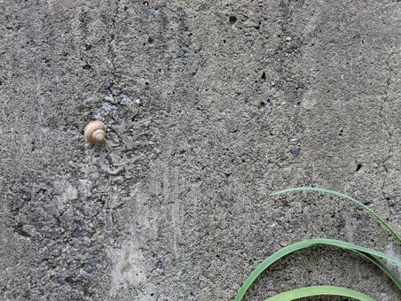 コンクリートとカタツムリの壁紙 コンクリートとカタツムリの壁紙の写真