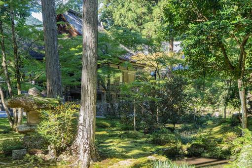 京都 大原三千院 往生極楽院 京都 大原三千院 往生極楽院 三千院,門跡寺院,大原の写真素材