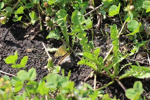 A Colias butterfly hiding in the weeds, JPG