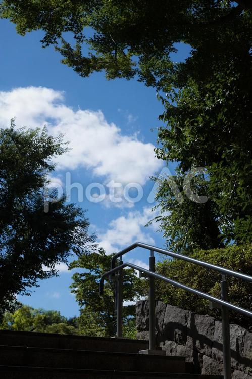 青空と雲と緑（公園２） 空,風景,早朝の写真素材