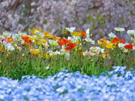 ポピーとネモフィラと桜 ポピーとネモフィラと桜 ポピー,ネモフィラ,桜の写真素材