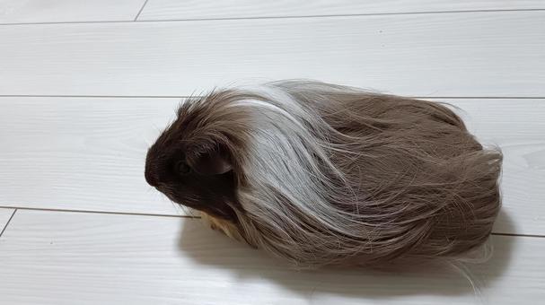 「誰か呼んでる？」長毛モルモット モルモット,ペット,動物の写真素材