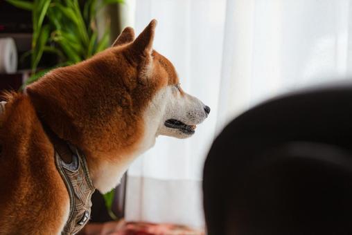 カーテン越しに窓の外を覗き込む柴犬 カーテン越しに窓の外を覗き込む柴犬の写真