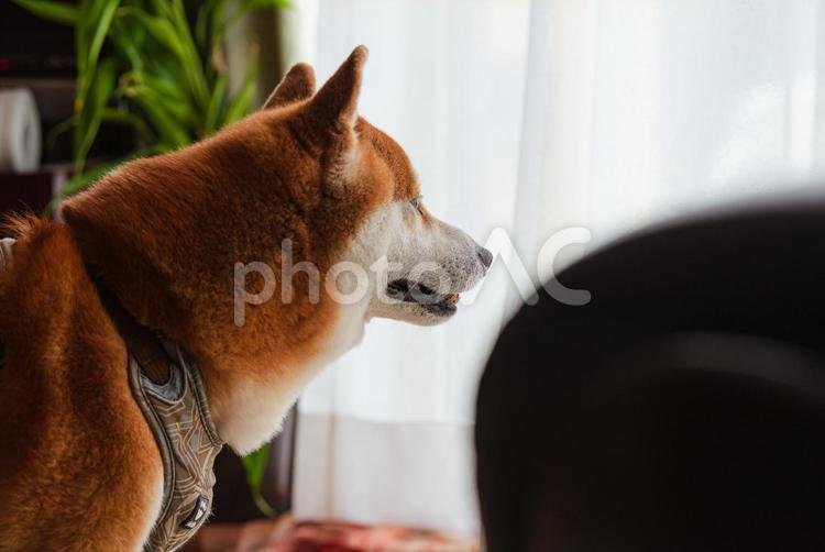 カーテン越しに窓の外を覗き込む柴犬 柴犬,しばいぬ,日本犬の写真素材