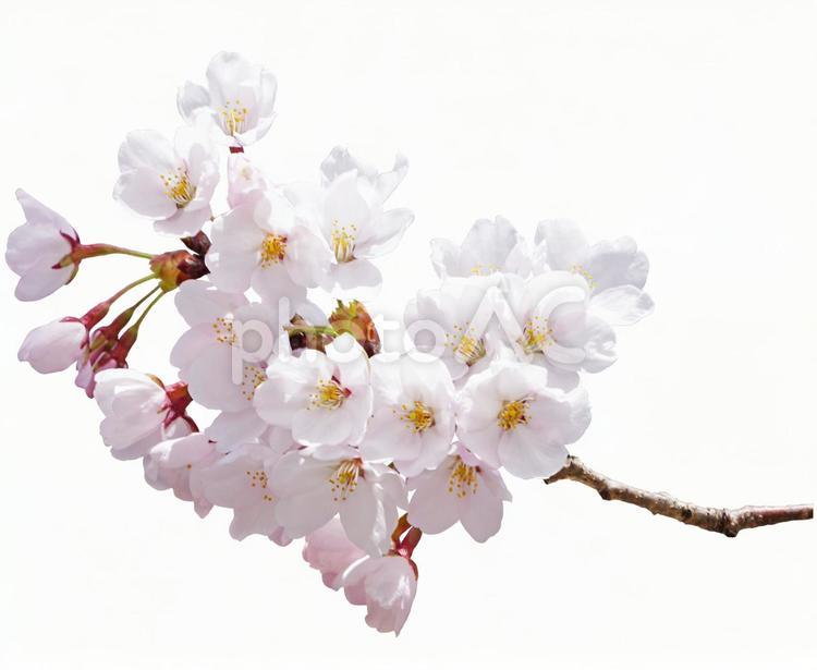 桜の花と枝【切り抜きPSD】 桜,psd,切り抜きの写真素材