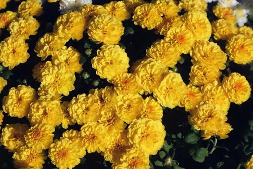 千代見草 菊,花,flowerの写真素材