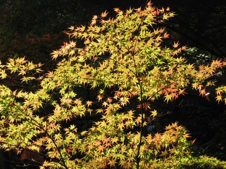 美しい京都の秋、紅葉の風景 美しい京都の秋、紅葉の風景の写真