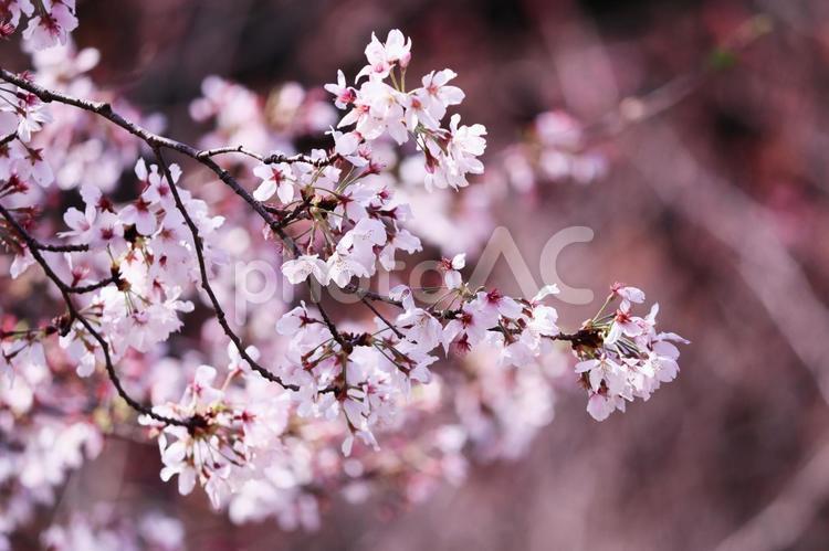 ダイナミックな美しい桜の花 花,桜,春の写真素材
