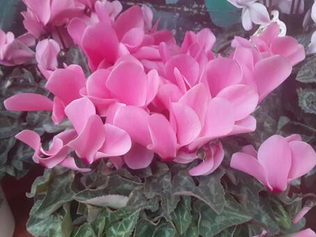 シクラメン シクラメン,花,植物の写真素材