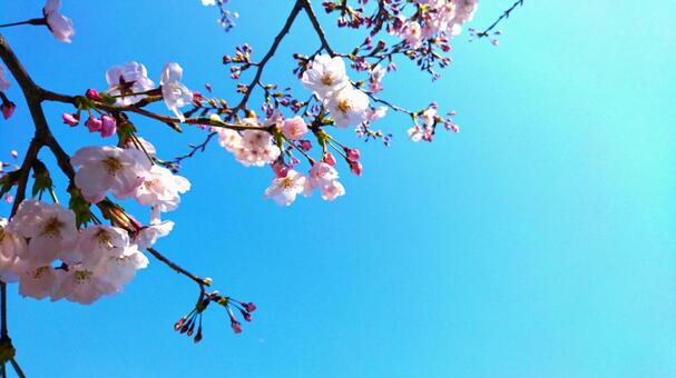 青空と桜 青空と桜 サクラ,さくら,桜の写真素材