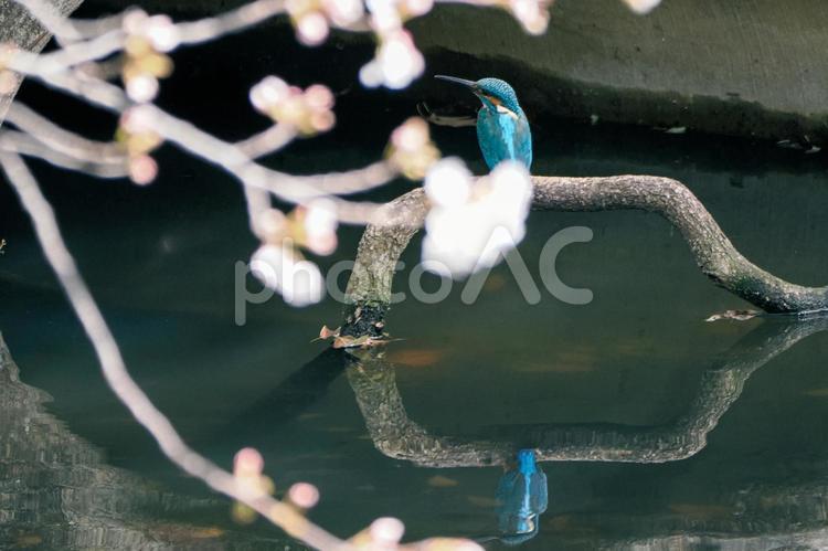 桜とカワセミ 翡翠,カワセミ,桜の写真素材