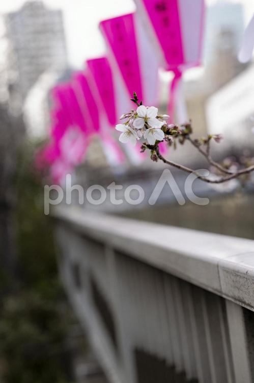 目黒川の桜 かわいい,背景,草の写真素材