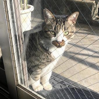 野良猫 野良猫 ネコ,動物,カメラ目線の写真素材