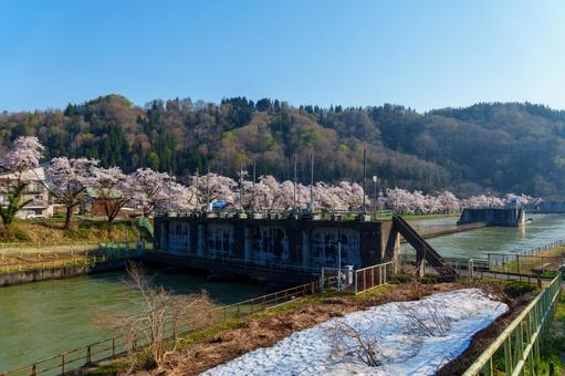 250426西大滝ダムの桜 250426西大滝ダムの桜の写真