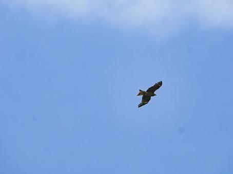 青空とトンビ 青空とトンビの写真