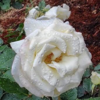 雨上がり、白い薔薇 雨上がり、白い薔薇 バラ,薔薇,植物の写真素材