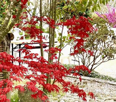 紅葉と4月の花 紅葉と4月の花の写真