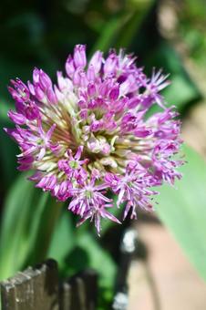 Allium stipitatum, JPG Allium stipitatum, JPG
