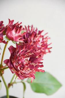 紅華美 紅華美 紅華美,スプレーばら,ばらの写真素材