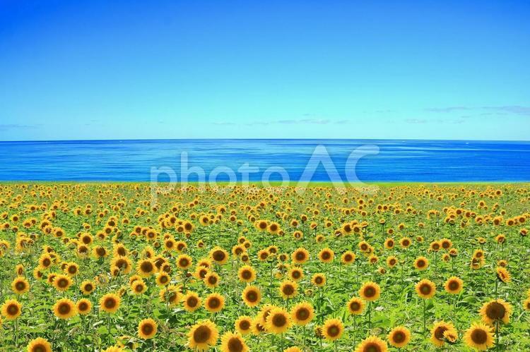 夏イメージ素材/ひまわり畑と青い海空 ひまわり畑,夏,向日葵の写真素材