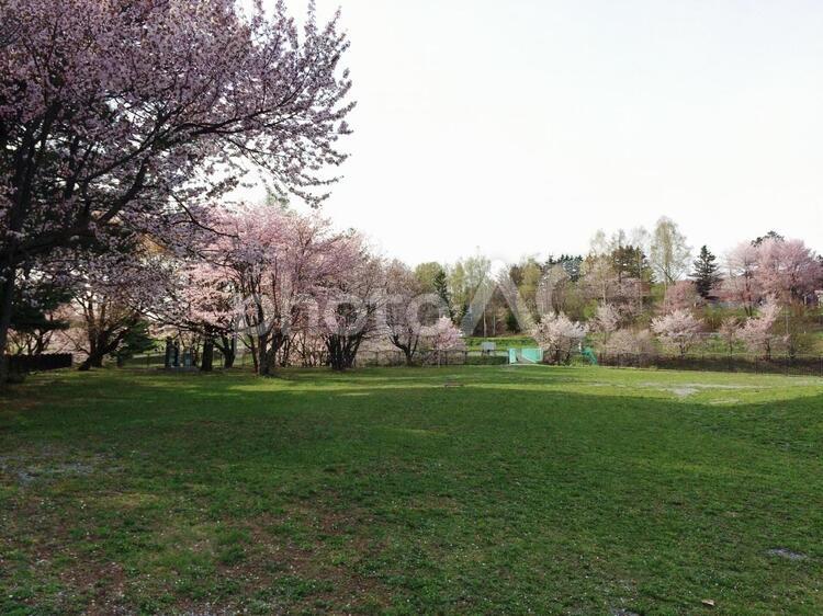 桜の咲いた公園 ブランチ,公園,季節の写真素材